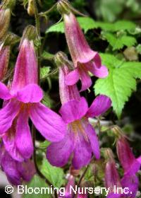 Rehmannia angulata                      